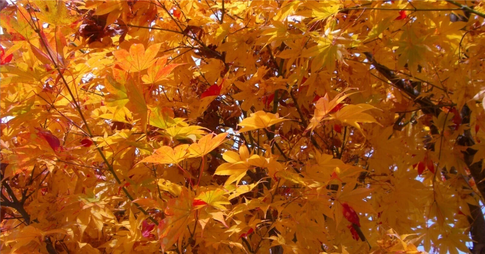 leaf 複数 形