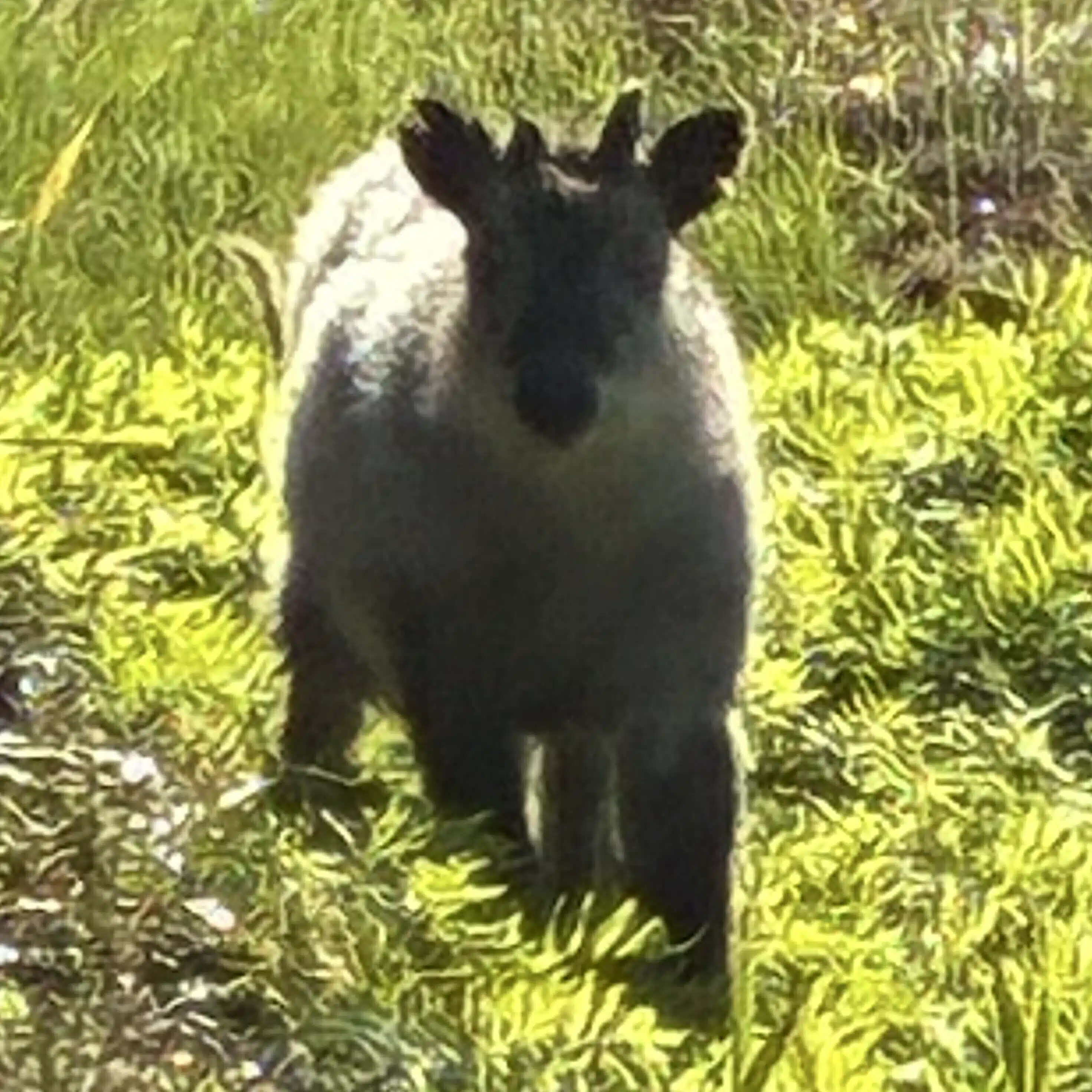unique_bear7986