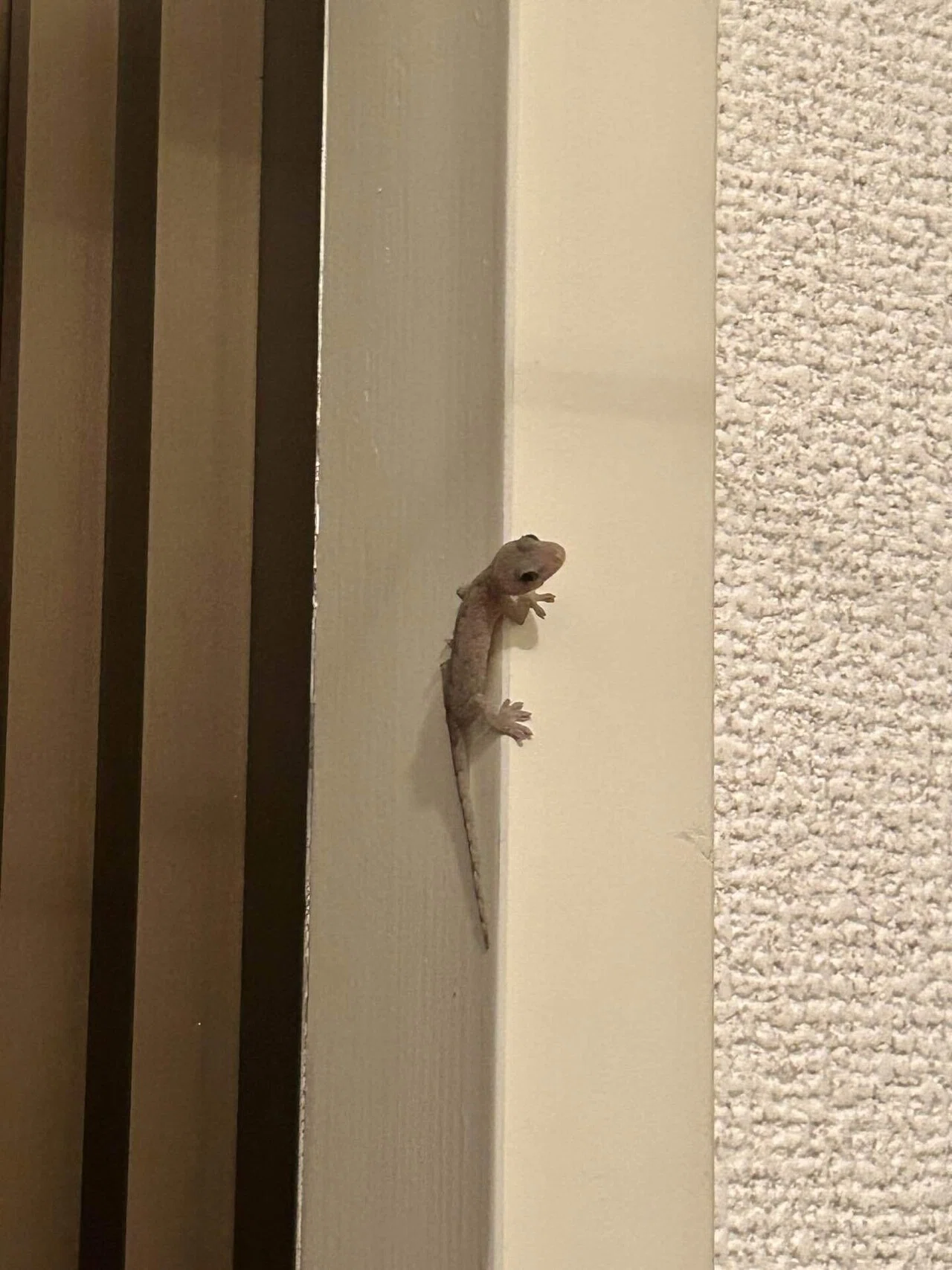 死後まもないヤモリを、透明標本として残すことにしました。｜みず