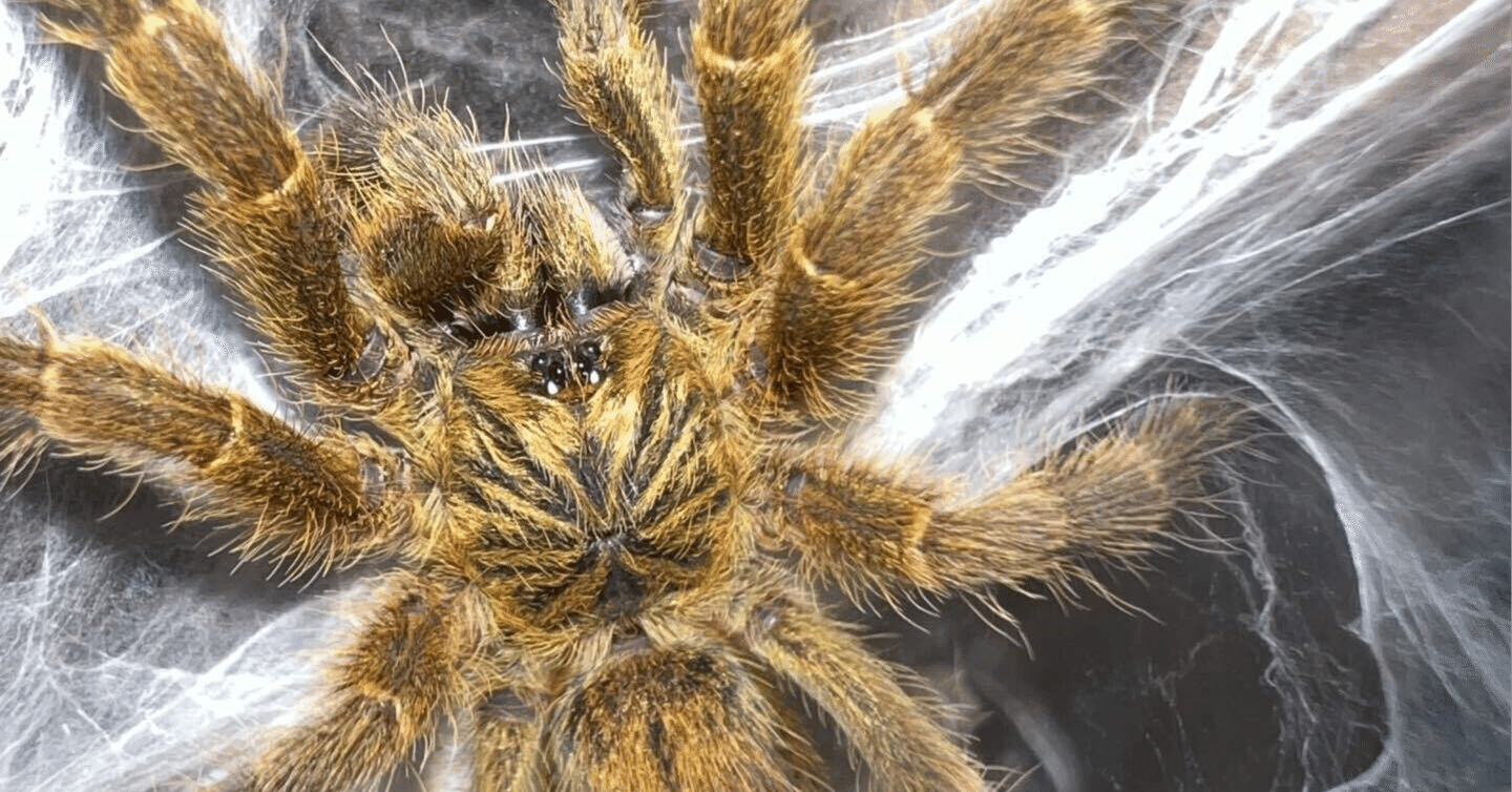 節足動物ビジュアルガイド タランチュラ&サソリ｜弟切千隼