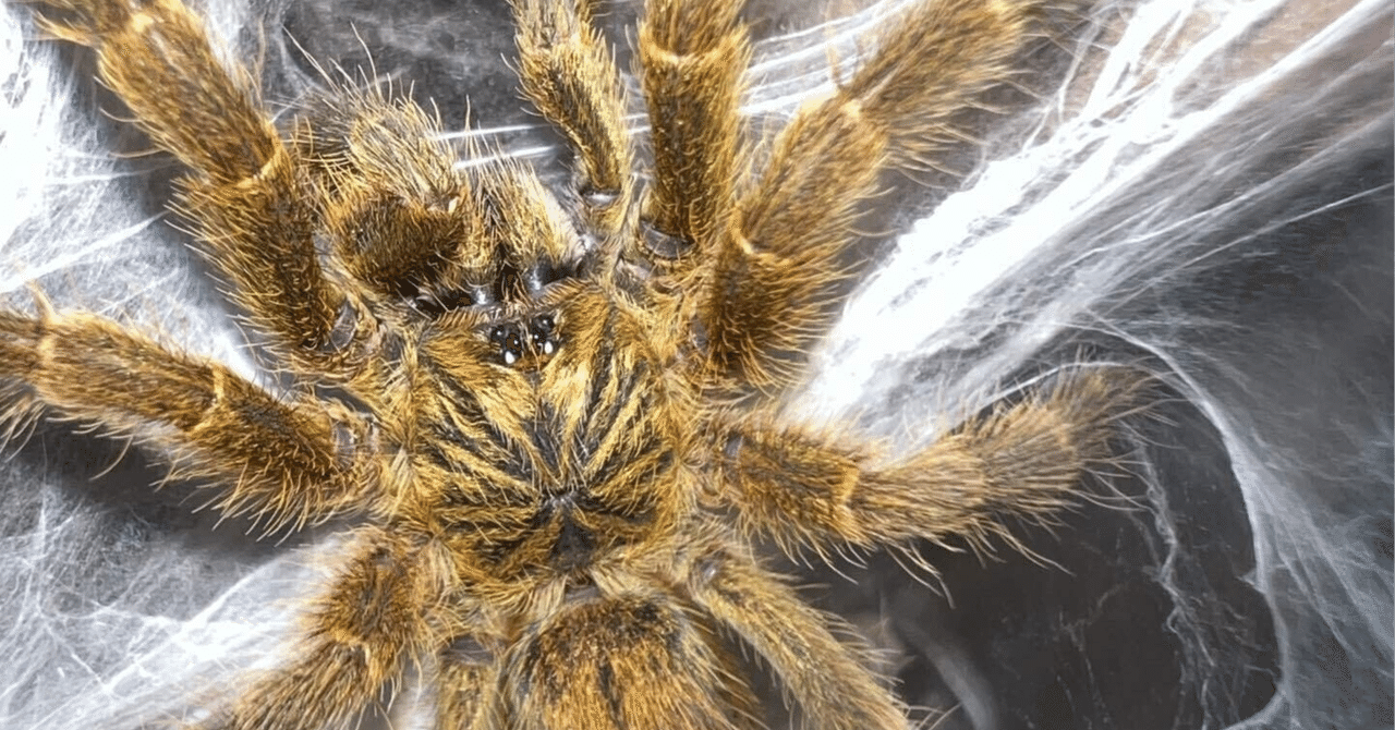 rectangle_large_type_2_33354d9