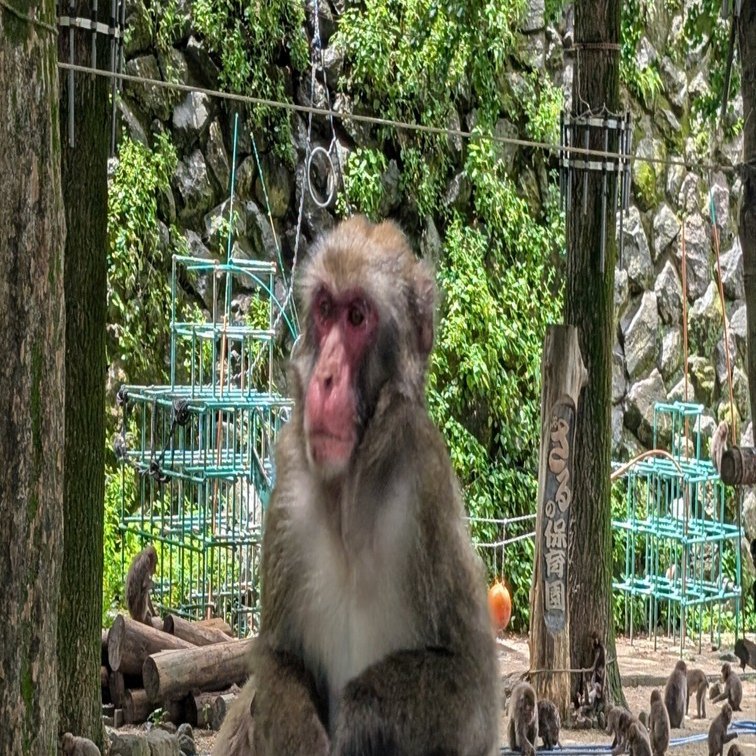 7月、うみたまごのセイウチと高崎山の猿に会いに行った話・2｜灰音