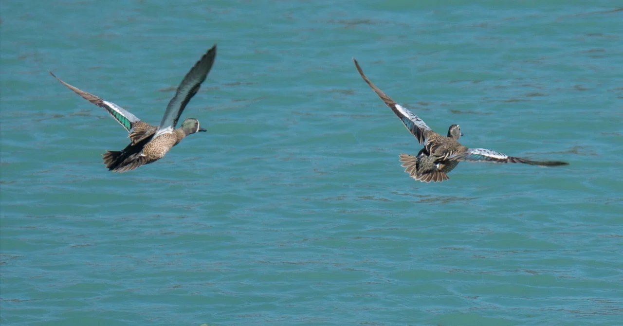 ミカヅキシマアジのスタディバード　バードカービング シカゴでバードウォッチング！】 Blue-winged Teal ミカヅキシマアジ