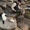 てせごん