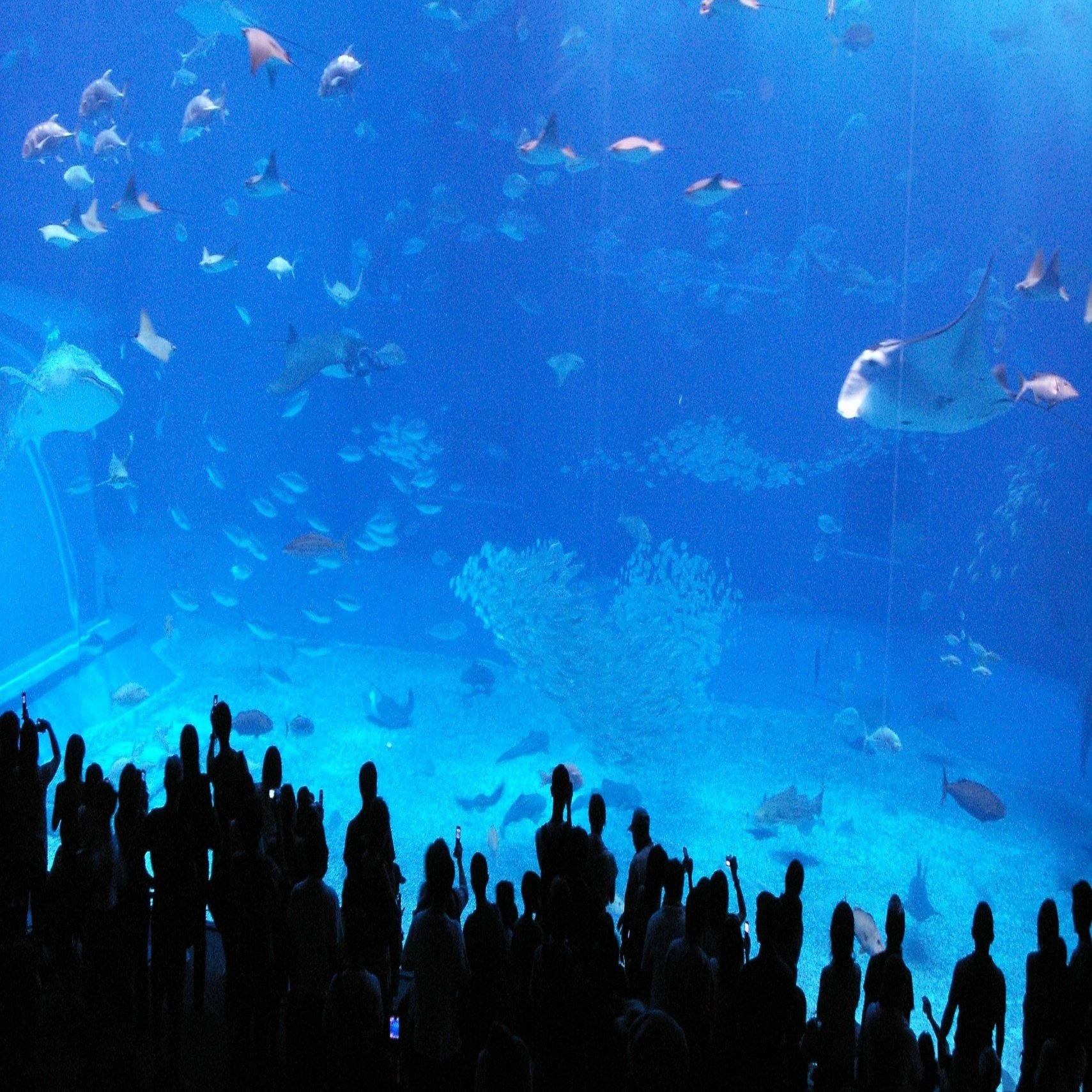 125万の宣伝費で依頼が殺到!? 香川県の水槽メーカーが世界一の企業に