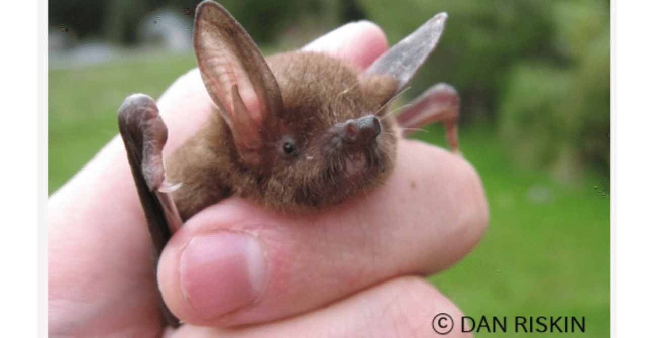 コモ活シリーズ⑭ --- 歩くコウモリ・ペカペカ｜樹山 瞳