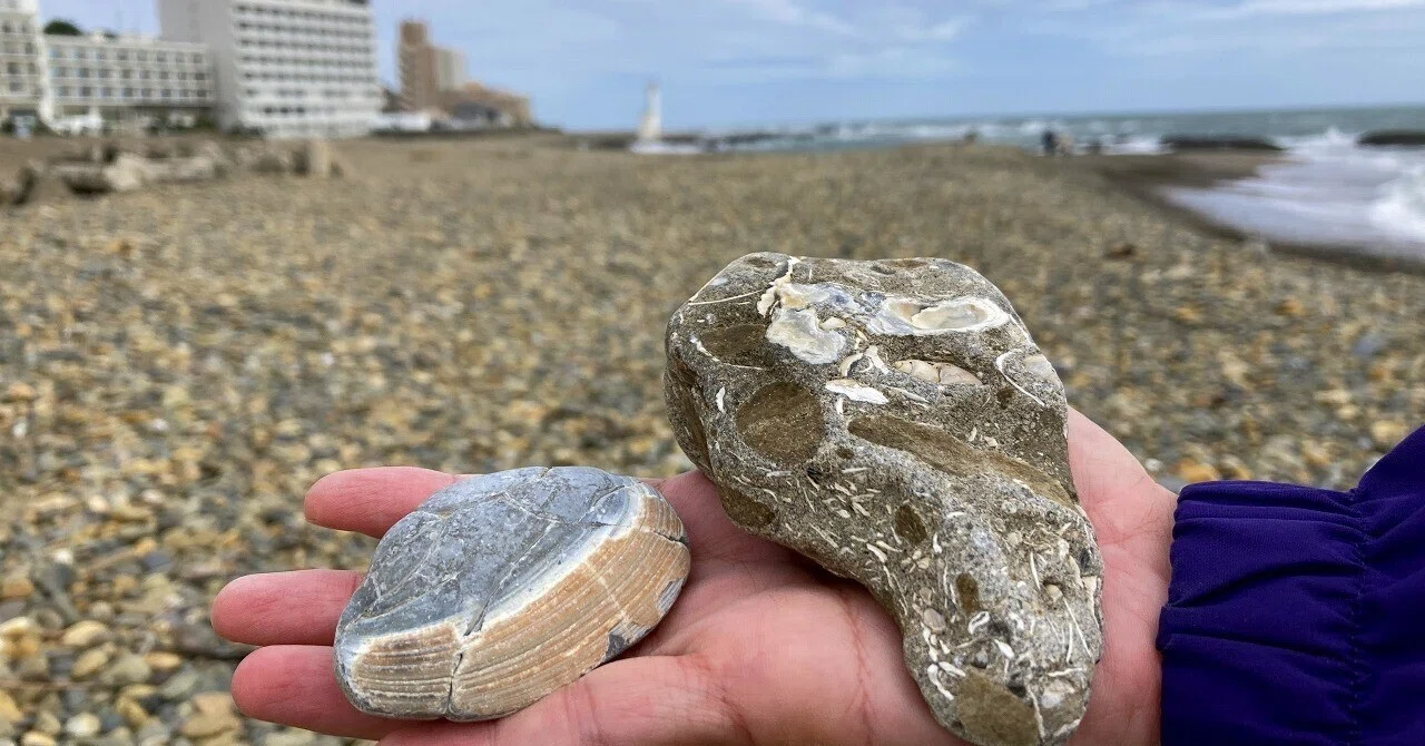 貝化石の宝庫すぎる浜ふたたび！大洗海岸・磯浜灯柱前で