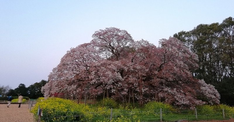桜🌸2020年　⑹吉高の大桜