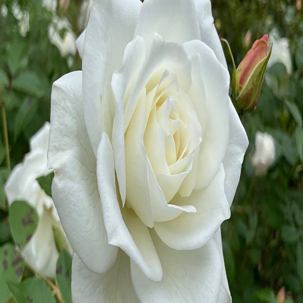 11月13日のアイスバーグなど（京都府立植物園ばら園）：2025年11月13日