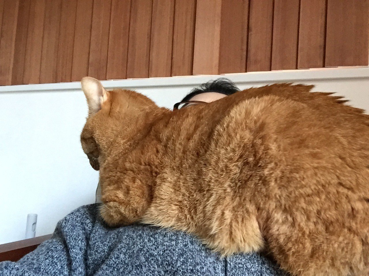 どうしてこんなところに 猫がのって動けなくなってるママ Mizunote Note どうしてこんなところに 猫がのって動けなくなってるママ Mizunote Note