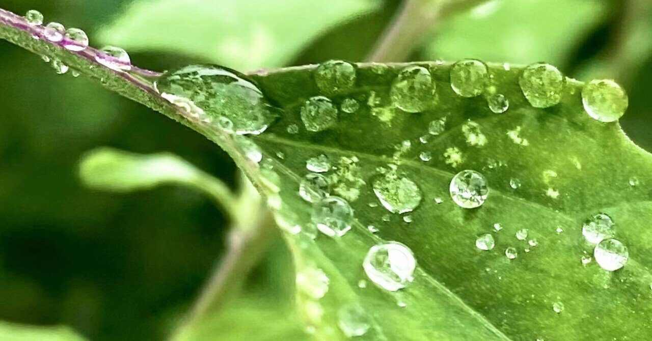 雨の日をちょっと特別にする「雫さがし」のススメ｜はみー