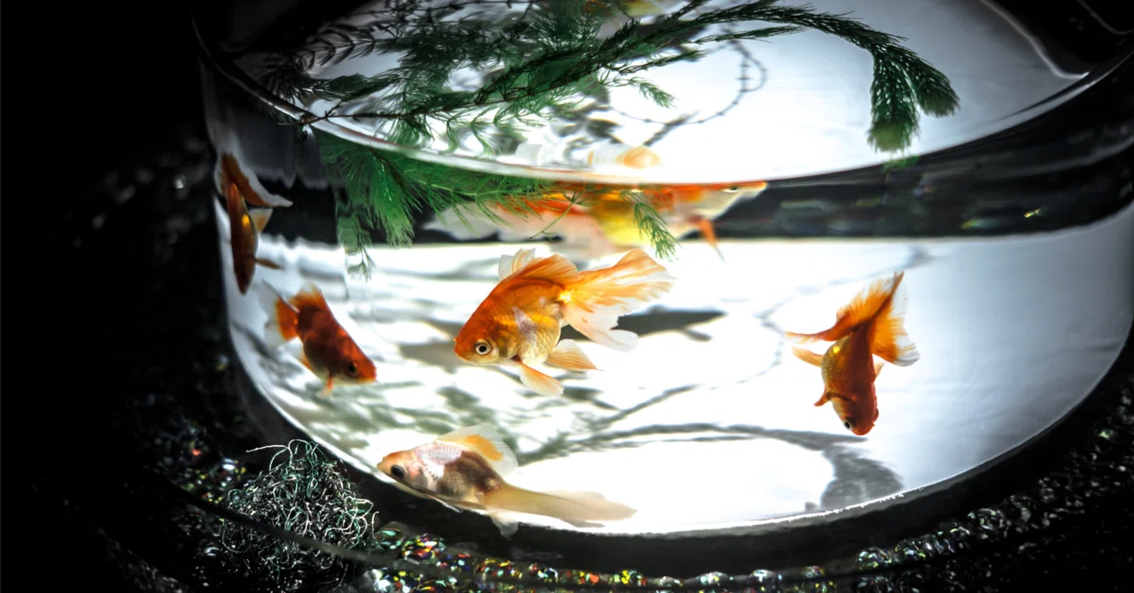 [Short Story] Goldfish｜はす
