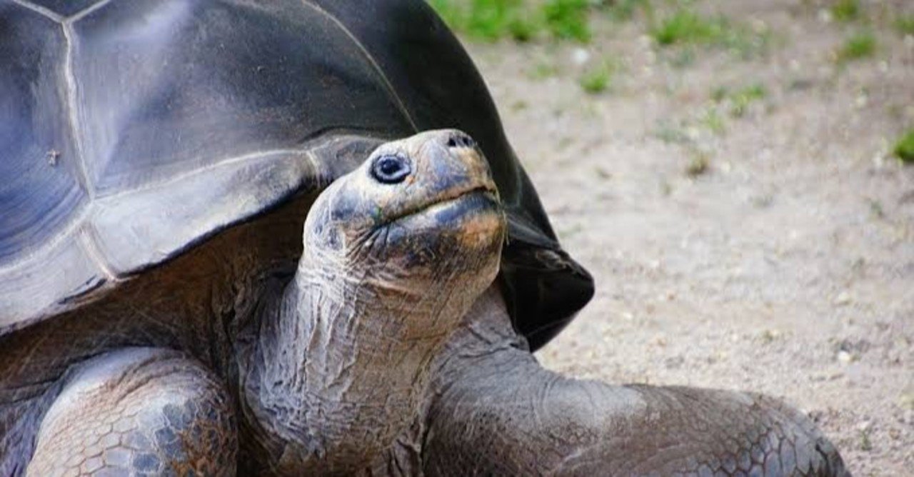 動物長寿ランキング ベスト5 長生きな動物の共通点とは どうぶつ雑学 Note