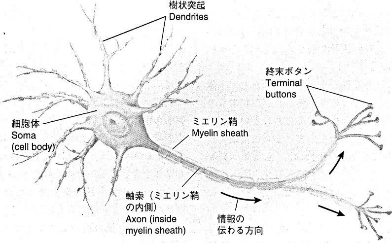 多極性ニューロンの主要成分