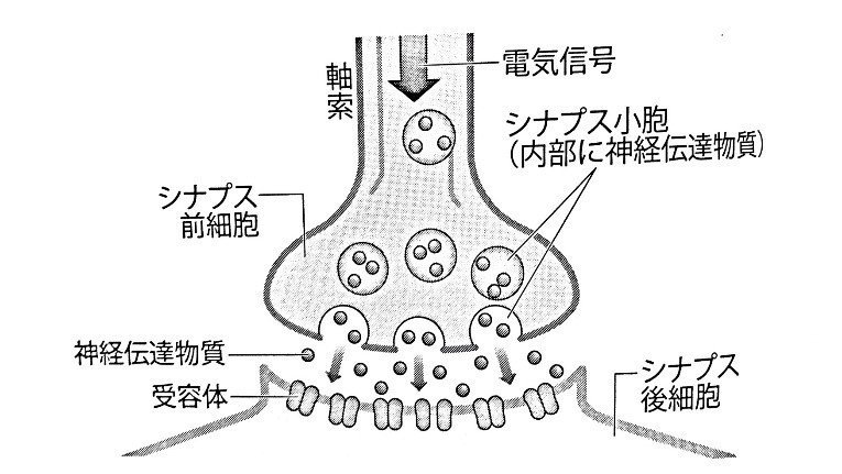 脳の仕組みを知ろう！ 神経細胞（ニューロン）を解説する｜うぇい@哲学
