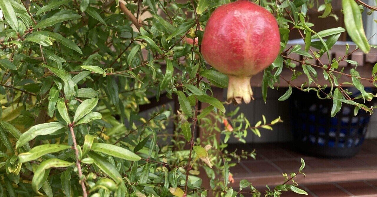 姫柘榴｜よなたん