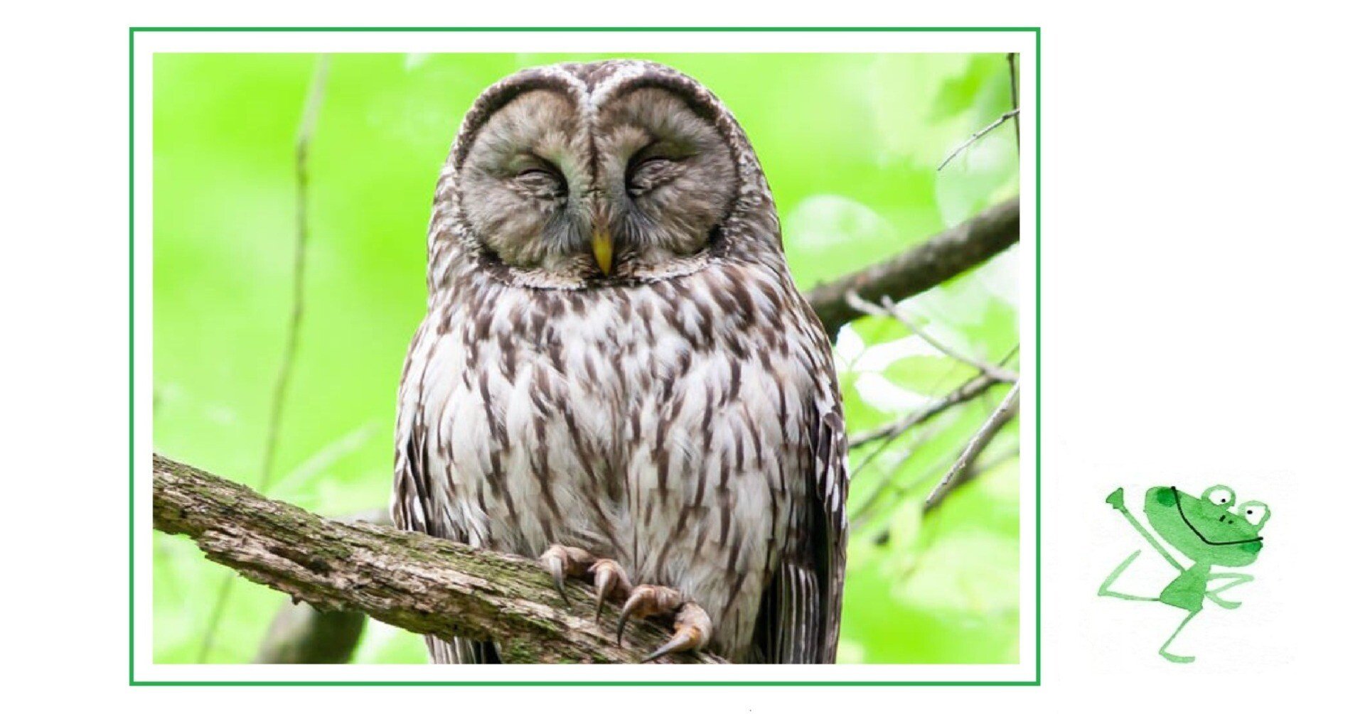 なま英語】動物シリーズ④ フクロウ（owl）｜Miho C.｜世界とつながる