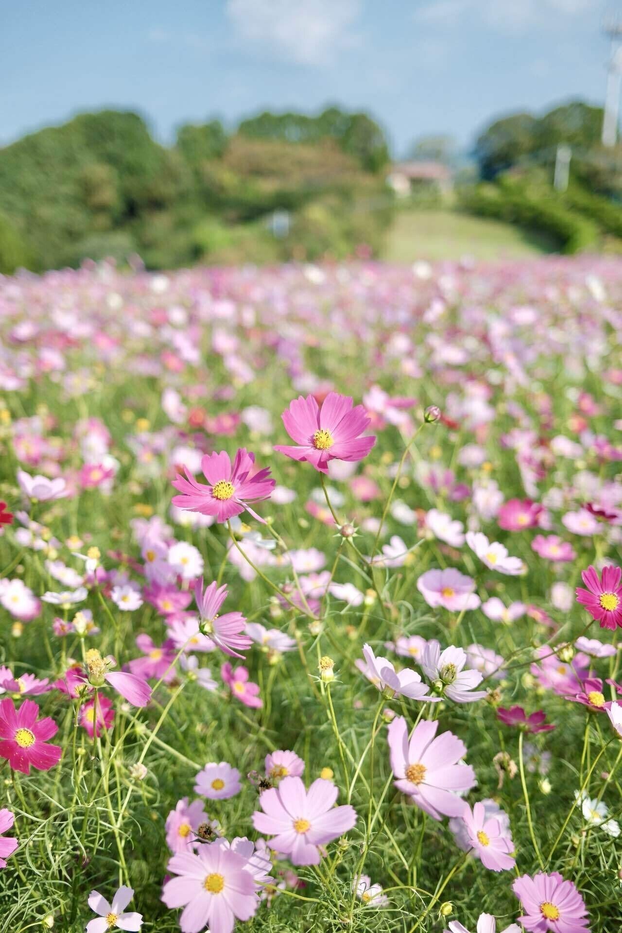 今年さいごの秋桜に会いに｜Kako｜日常を旅する写真家