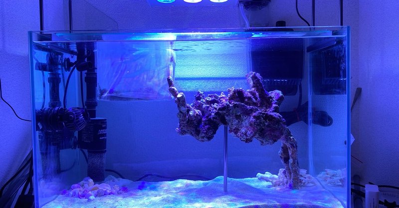 海水魚 チンアナゴ水槽立ち上げ記録 Yohawing Note