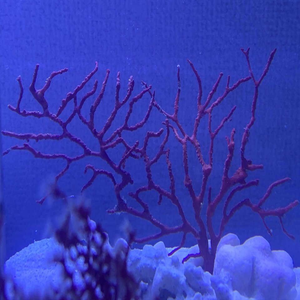 海水魚 チンアナゴ水槽立ち上げ記録 Yohawing Note