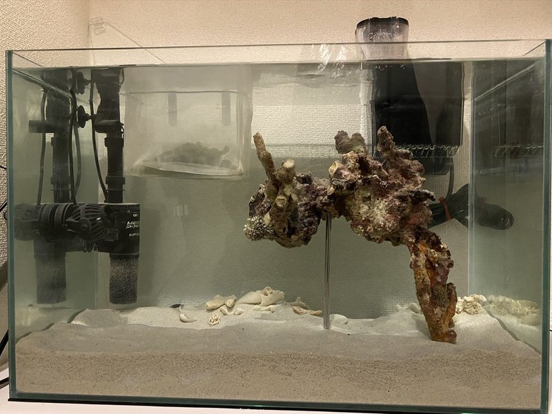 海水魚 チンアナゴ水槽立ち上げ記録 Yohawing Note