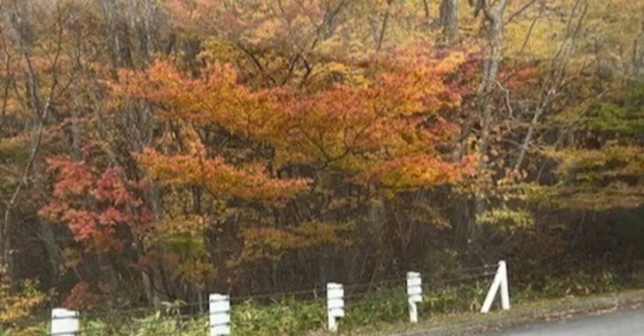 Passing Through a Tunnel of Autumn Leaves. My Favorite Autumn Was Here ...