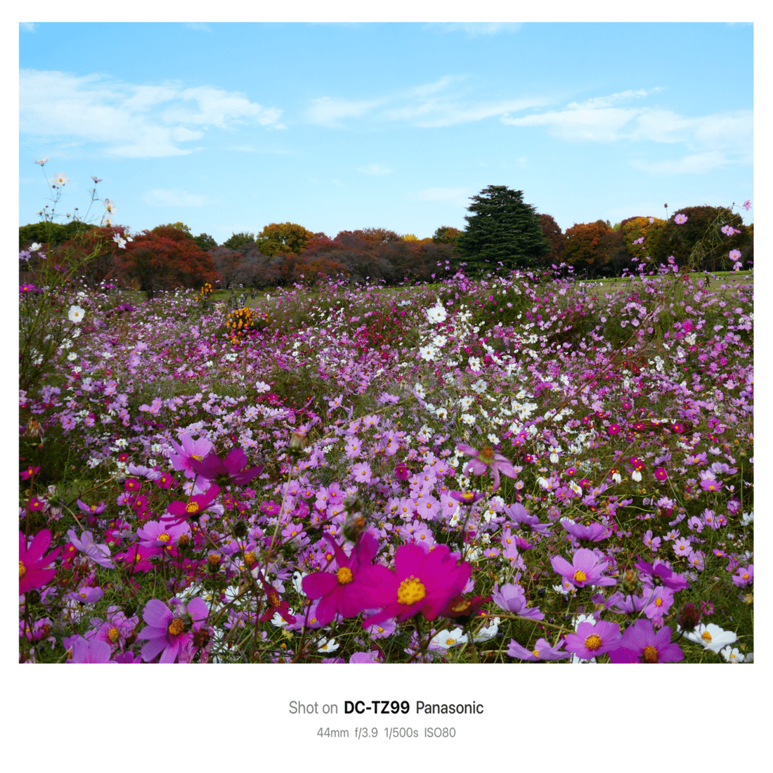 LUMIX TZ99撮影日記⑤｜ゆずっち