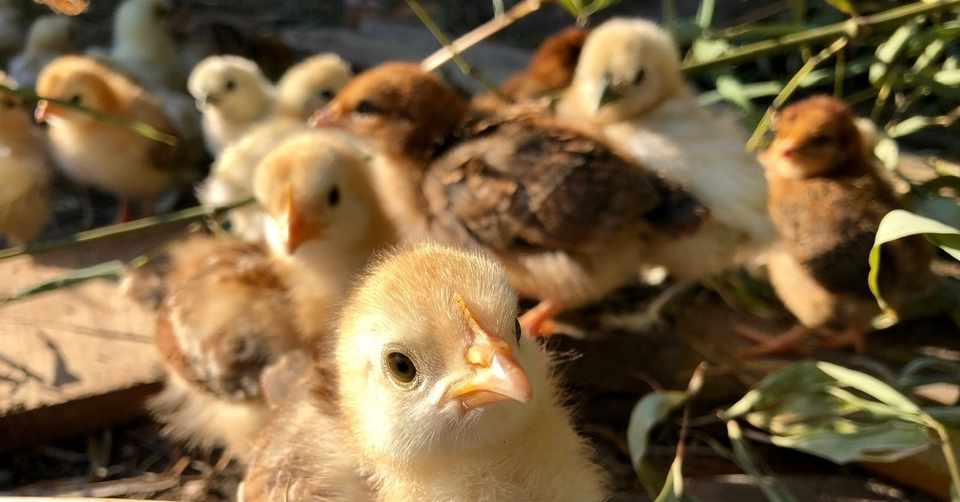 コロナ対策にはひよこがいい 健康と経済回復のためにひよこを飼うと