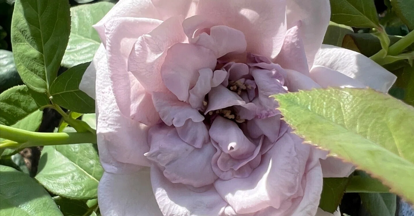 🇯🇵Shinoburedo🌹Nakanoshima Rose Garden｜ぱぽにゃん🌹薔薇を愛する 