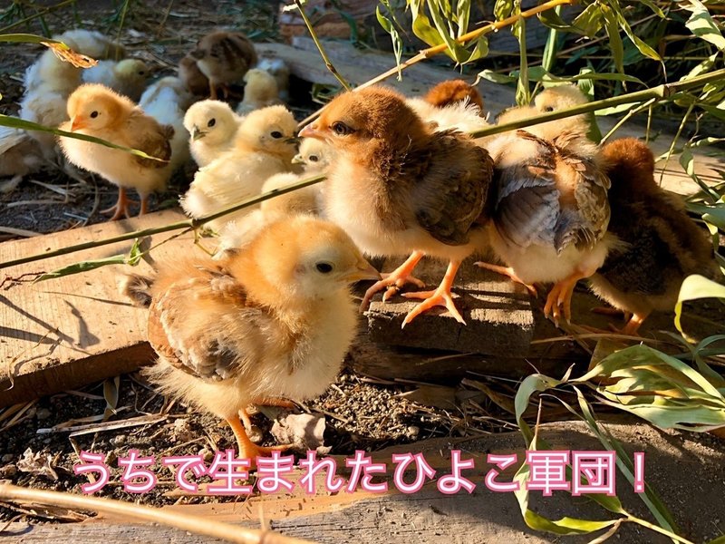 コロナ対策にはひよこがいい 健康と経済回復のためにひよこを飼うといい説 リアル森ガールかなこ Note コロナ対策にはひよこがいい 健康と経済回復のためにひよこを飼うといい説 リアル森ガールかなこ Note