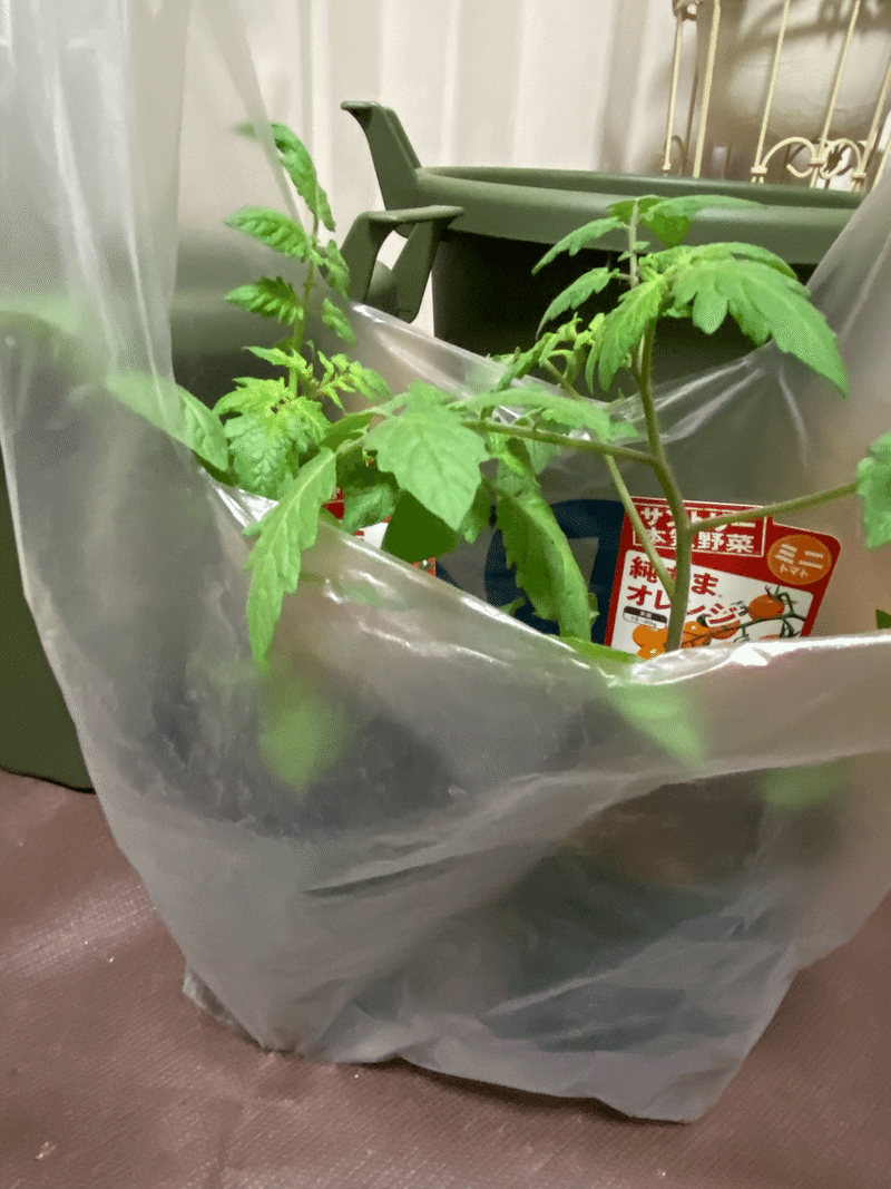ベランダで本気で野菜つくってみる ナス キュウリ ピーマン そして鉢選び 編 国吉純 Note ベランダで本気で野菜つくってみる ナス キュウリ ピーマン そして鉢選び 編 国吉純 Note