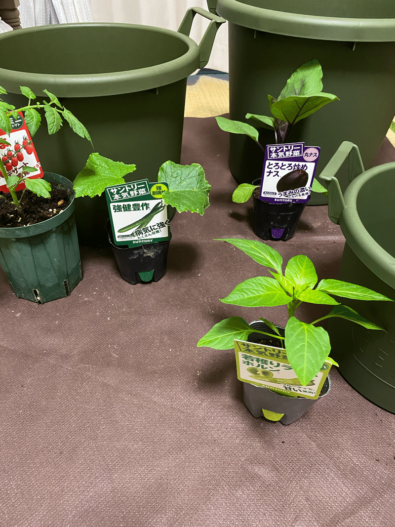 ベランダで本気で野菜つくってみる ナス キュウリ ピーマン そして鉢選び 編 国吉純 Note