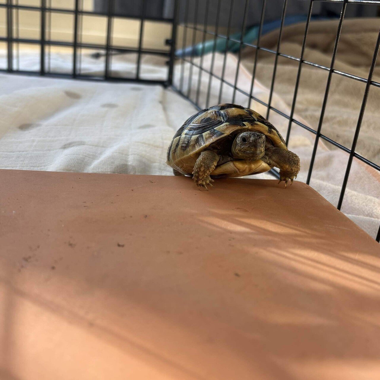 32、わさびちゃん112日目｜わさびちゃん