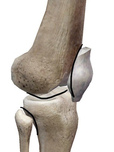 解剖学 膝周辺 骨 関節 役割 サイトー Note