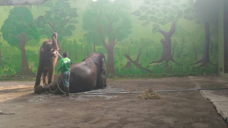 インドネシアらいふ 18 楽しい動物園その2 自由きままりこ Note インドネシアらいふ 18 楽しい動物園その2 自由きままりこ Note