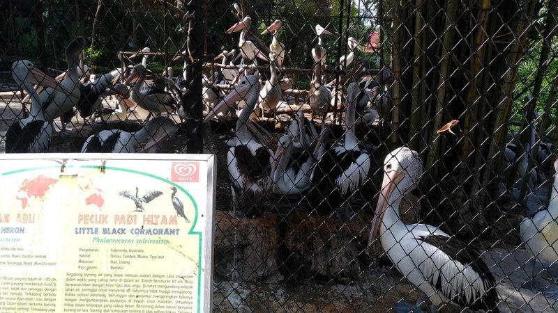 インドネシアらいふ 18 楽しい動物園その2 自由きままりこ Note インドネシアらいふ 18 楽しい動物園その2 自由きままりこ Note