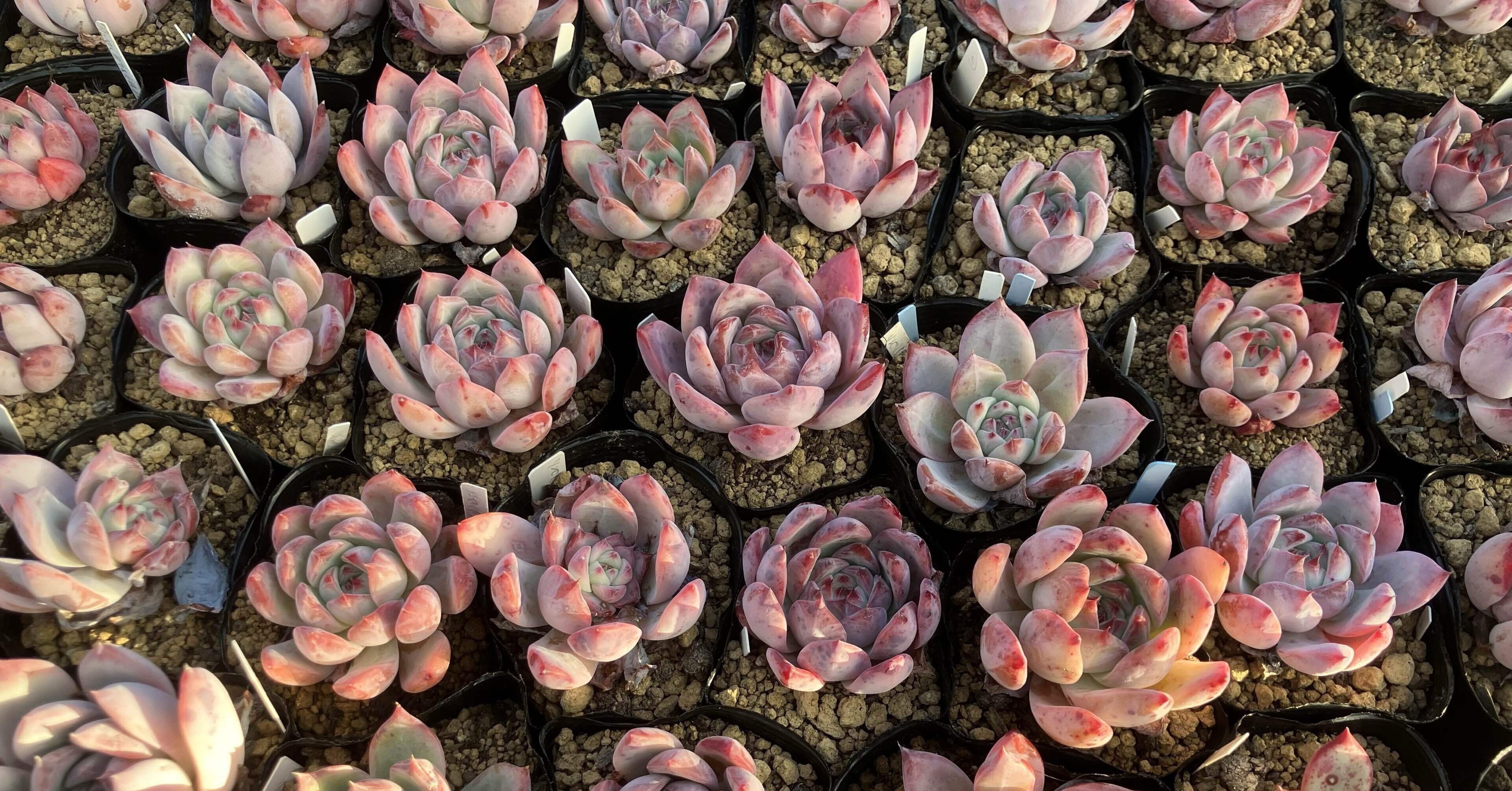 多肉植物】コロラータ紹介｜たに氏@多肉植物