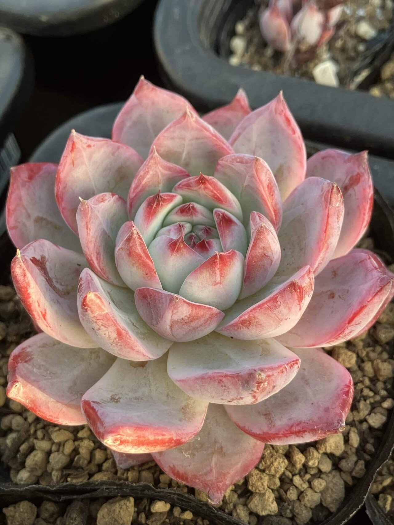 多肉植物】コロラータ紹介｜たに氏@多肉植物