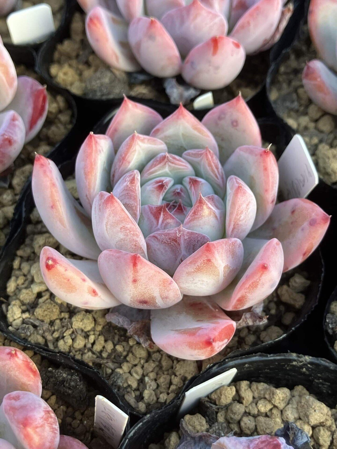 多肉植物】コロラータ紹介｜たに氏@多肉植物