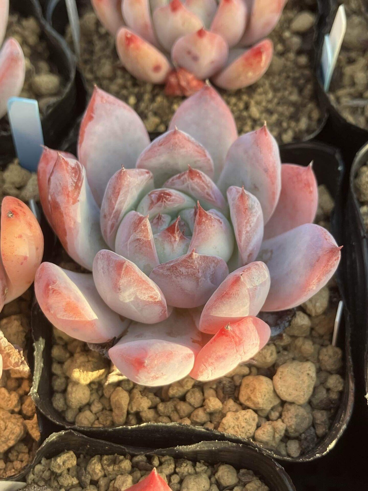 多肉植物】コロラータ紹介｜たに氏@多肉植物