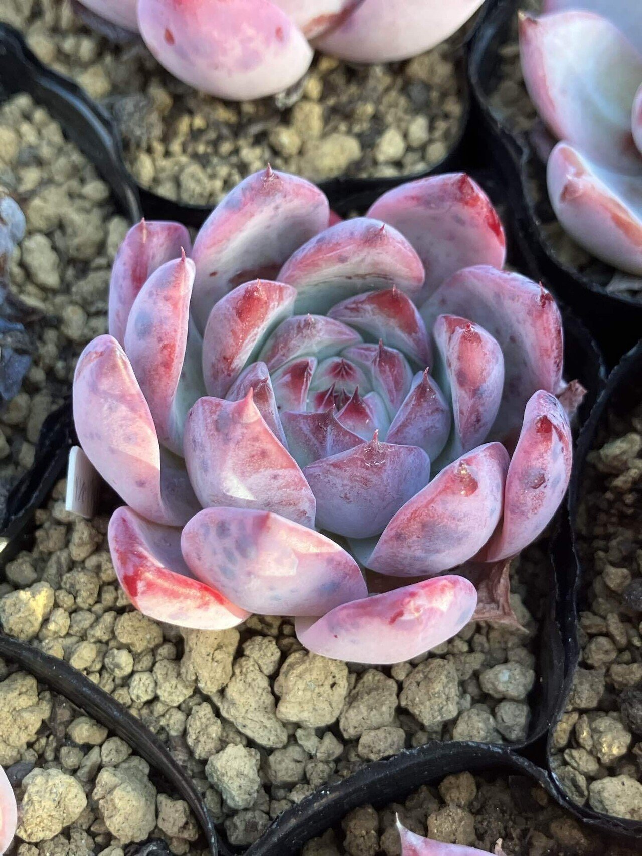 多肉植物】コロラータ紹介｜たに氏@多肉植物