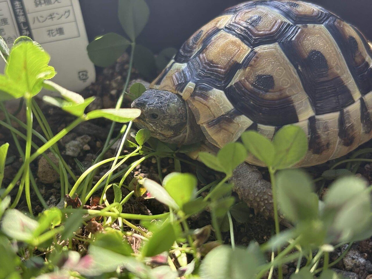 32、わさびちゃん112日目｜わさびちゃん