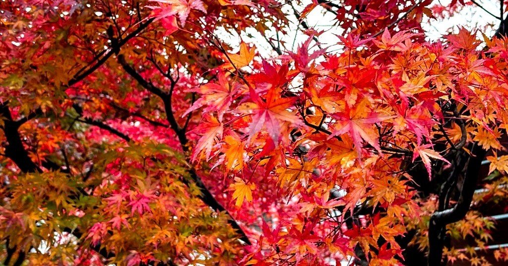 紅葉の彩り：言葉と色と科学のあいだ｜渡辺仁史 / WATANABE, Hitoshi