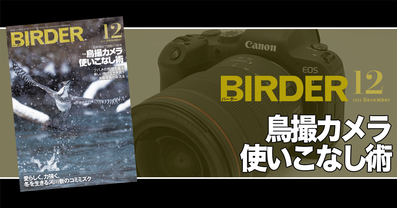 BIRDER12月号の見どころ｜ブンイチ（文一総合出版）