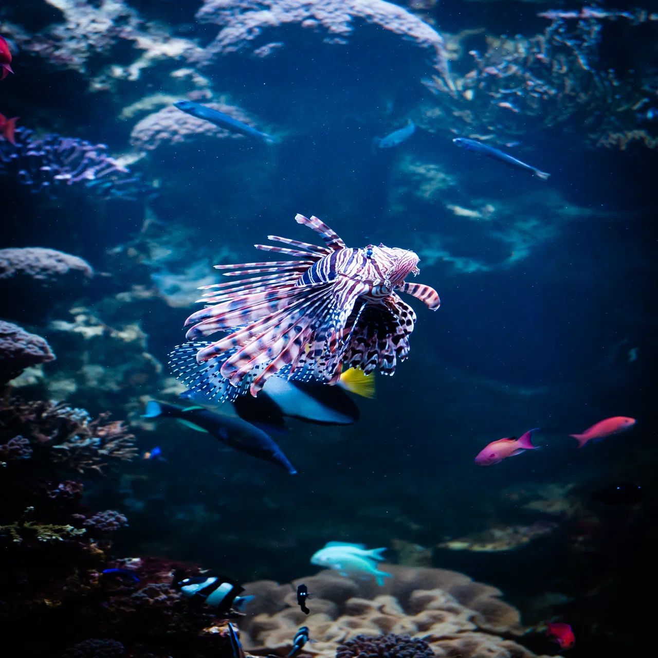 元小学校の水族館で撮影してみた #6 inみなとやま水族館｜SONY α7CⅡ