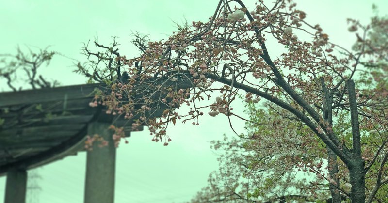 気づけば葉桜 S Y M Note 気づけば葉桜 S Y M Note