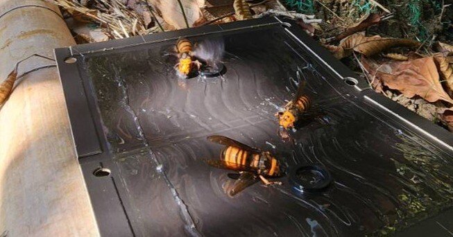 頑張れ日本ミツバチ｜川崎市黒川青少年野外活動センター