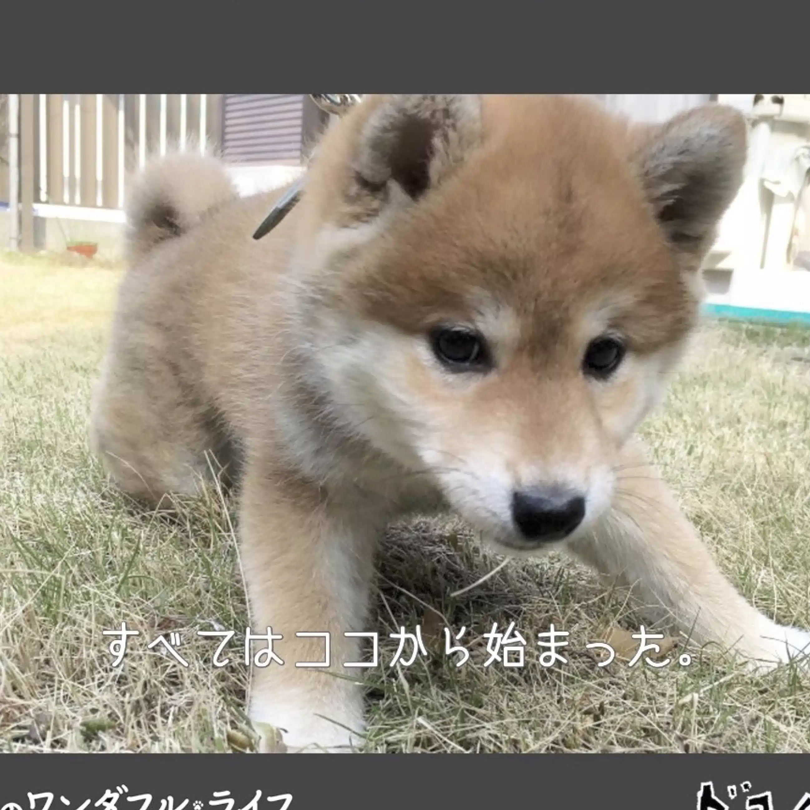 むこパパ