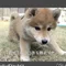 むこパパ
