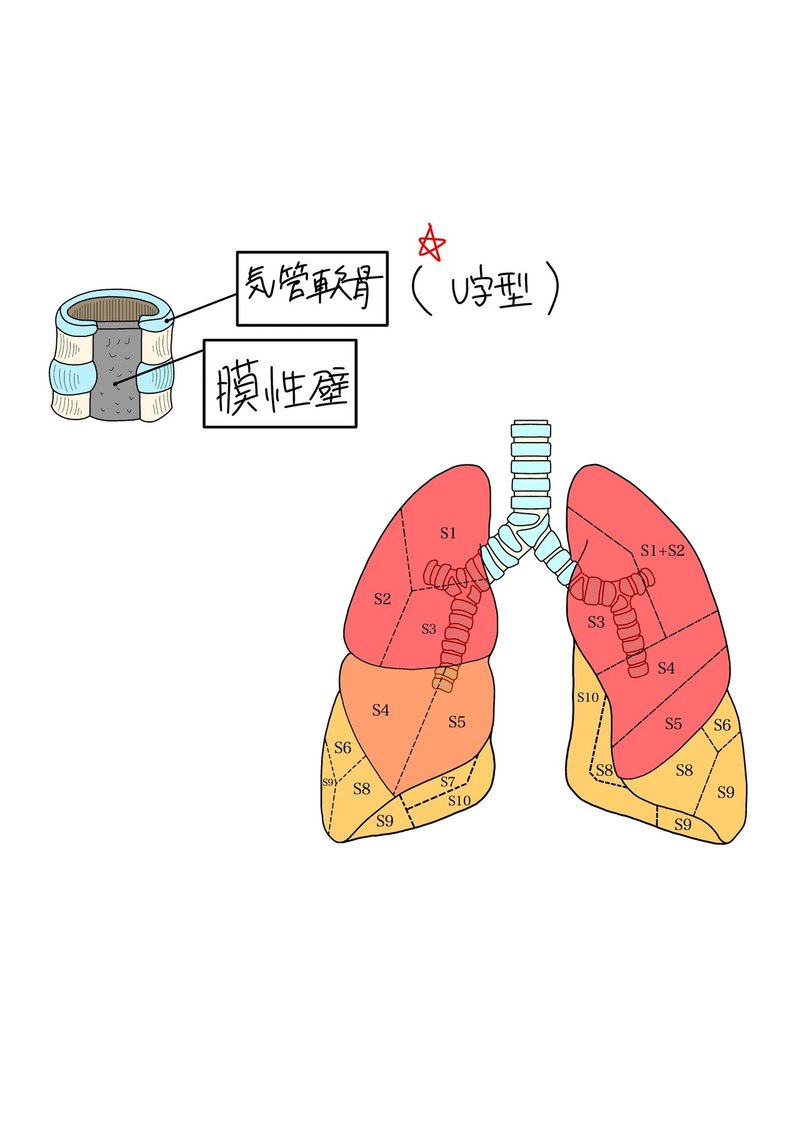 解剖学 呼吸器系 咽頭 喉頭 気管 やまだこううき Note